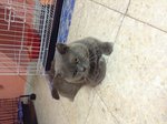 Aiisshh... - British Shorthair Cat