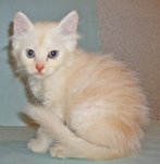 Tempeh - Maine Coon + Persian Cat