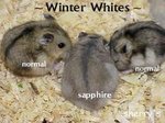 Winter White Sapphire - Short Dwarf Hamster Hamster