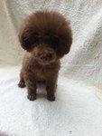 Taiwan Tcup Silver Beige With Mka - Poodle Dog