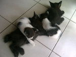 Anak Kucing - Domestic Medium Hair Cat