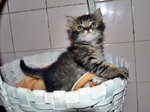Kitten Jantan - Persian + Exotic Shorthair Cat