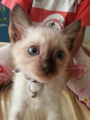 Mojo - Siamese Cat