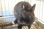 Netherland Dwarf 1 - Netherland Dwarf Rabbit