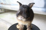 Netherland Dwarf 1 - Netherland Dwarf Rabbit