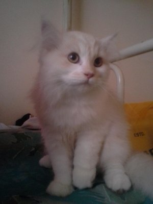 Bella - Chinchilla + Himalayan Cat