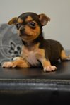 Chi Hua Hua - Mini Size - Chihuahua Dog