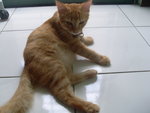 Neng - Domestic Long Hair Cat