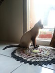 Kiki - Siamese Cat