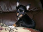 Charlie - Chihuahua Dog
