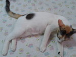 Bubu - Domestic Medium Hair Cat