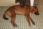 Bowty - Golden Retriever Mix Dog