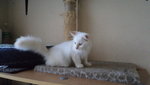 Polo - Domestic Long Hair Cat