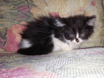 Jacky@bulat - Persian Cat