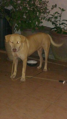 Found Dog - Labrador Retriever Mix Dog