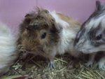 Few Guinea Pigs Avaible To Adoption - Guinea Pig Small & Furry