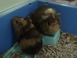 Few Guinea Pigs Avaible To Adoption - Guinea Pig Small & Furry