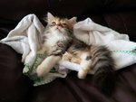 1 Semi Flat Calico Persian - Persian Cat