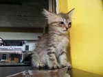 1 Semi Flat  Male Persian Kitten - Persian + Chinchilla Cat