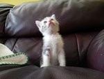 1 Semi Flat Male Persian Kitten - Exotic Shorthair + Persian Cat