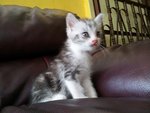 1 Semi Flat Male Persian Kitten - Exotic Shorthair + Persian Cat