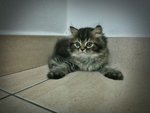 (Male) Semi Flat Face Persian - Persian Cat