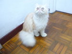 Gold White Persian - Persian Cat