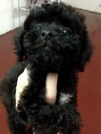 Toy Poodle Black Color For Sale  - Poodle Dog