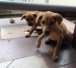 Looking For A Home Urgently.! - Mixed Breed Dog