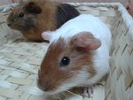 3 Guines Pigs For Adoption - Guinea Pig Small & Furry