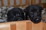 7 Gsd (5 Black, 2 Black/tan Puppies - German Shepherd Dog Dog