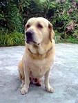 Dog Lost In Kuching - Labrador Retriever Dog