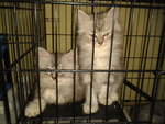 Male&amp;female Kitten - Persian Cat