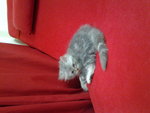 Male&amp;female Kitten - Persian Cat