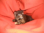 Cubby.. - Maine Coon + Domestic Medium Hair Cat