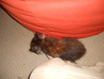 Cubby.. - Maine Coon + Domestic Medium Hair Cat