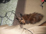 Carly.. - Maine Coon + Domestic Medium Hair Cat