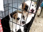 Cute Puppies For Adoption - Mixed Breed Dog