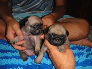 Puggies - Pug Dog