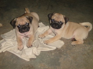 Puggies - Pug Dog