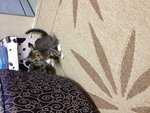 Kikky's Babies - Domestic Medium Hair Cat