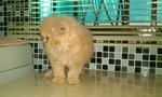 Taro - Persian Cat