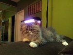 Valen Primo - Persian + Domestic Long Hair Cat