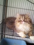 Valen Primo - Persian + Domestic Long Hair Cat