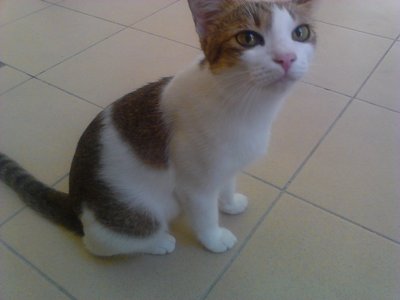 Kaira - Domestic Short Hair Cat