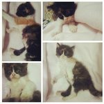 Cute Fluffy Kitten - Persian + Domestic Short Hair Cat
