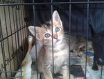 4 Little Kittens - Domestic Medium Hair Cat
