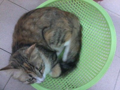 Omei - Domestic Medium Hair Cat