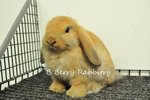 Holland Lop - Tort 65 - Holland Lop Rabbit