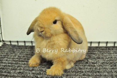 Holland Lop - Tort 67 - Holland Lop Rabbit